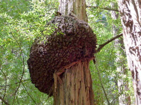 Muir Woods