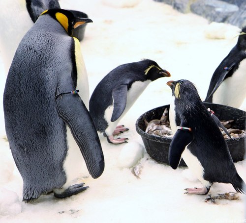 penguin-up-close-tour-8.JPG
