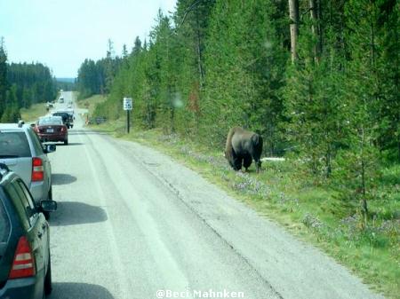 Bison Alert!