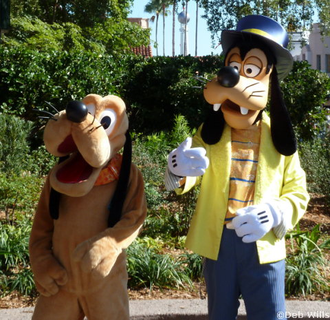 Pluto and Goofy's new Costumes at Disney's Hollywood Studios