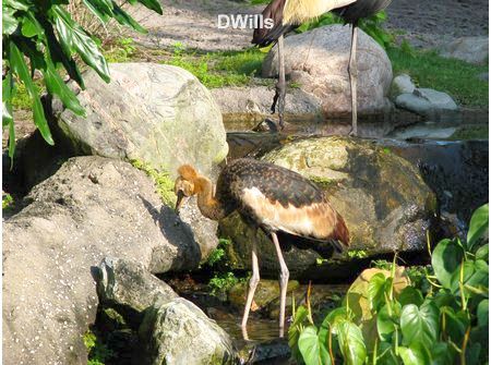 West African Crowned Crane