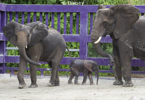 082011_elebaby2.jpg