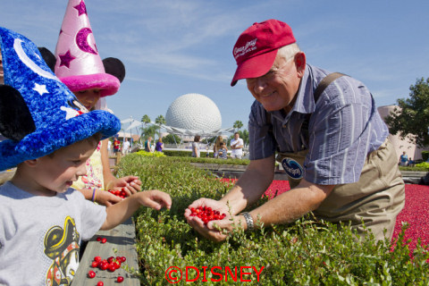 Ocean Spray Cranberry bog at Epcot's Food and Wine Festival