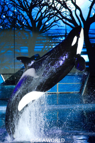 Shamu Christmas Miracles SeaWorld