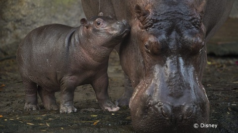 baby-hippo-augustus.jpg