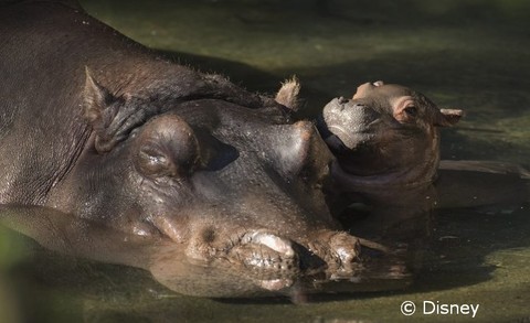 baby-hippo.jpg