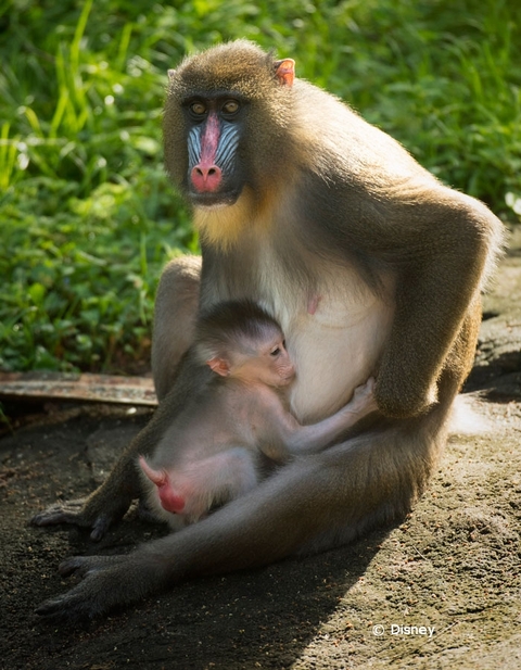 baby-mandrill-animal-kingdom-18-01.jpg