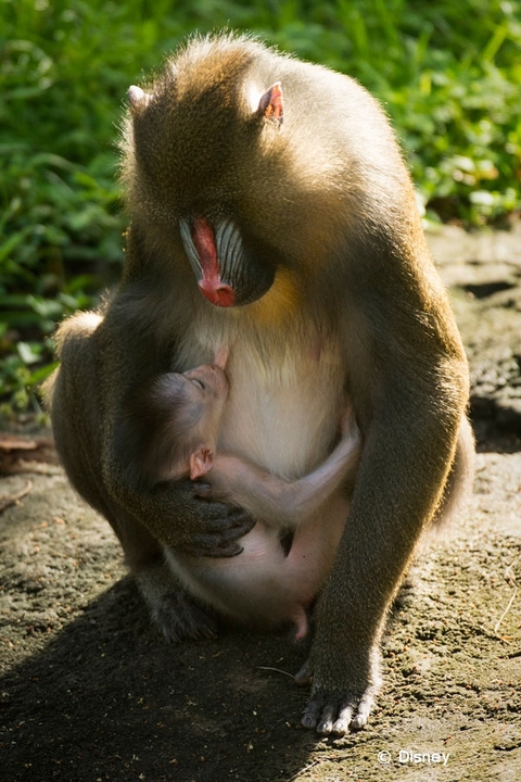 baby-mandrill-animal-kingdom-18-02.jpg