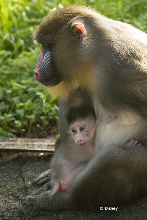 baby-mandrill-animal-kingdom-18-03.jpg