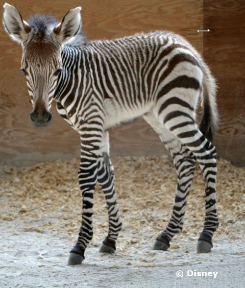 baby-zebra-at-animal-kingdom-lodge.jpg