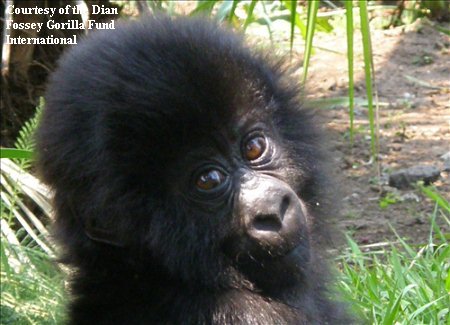 Orphaned Gorilla Ndeze will be among first gorillas at new gorilla rescue center