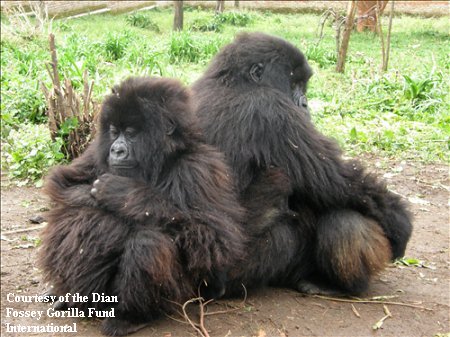 Orphaned Gorillas Maisha and Kaboko at Dian Fossey Gorilla Fund International 