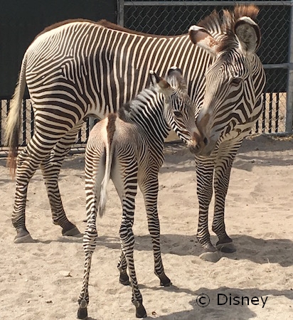 grevys-zebra-foals.jpg