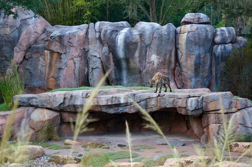 hyenas-3.jpg