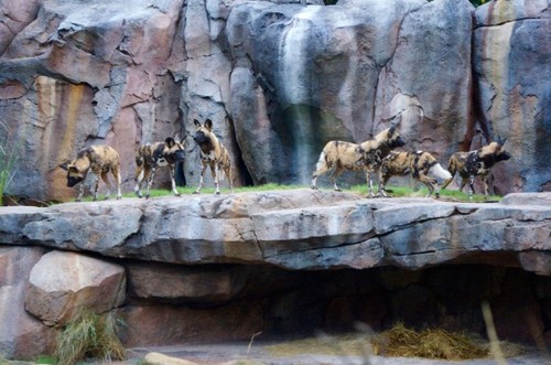 painted-dogs-1.jpg