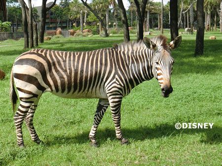 zebra3.jpg