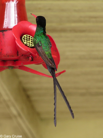 Hummingbird
