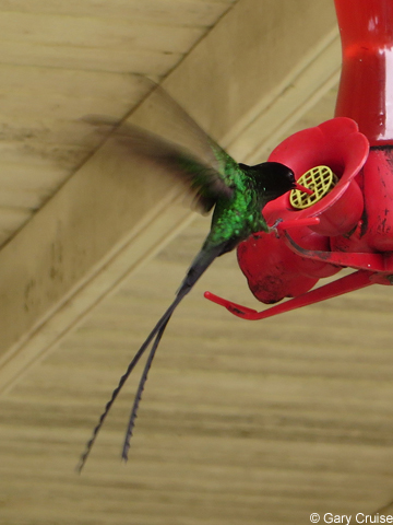 Hummingbird
