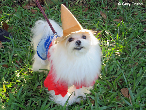 A Maltese named Preston