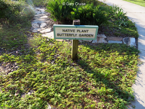 Butterfly Garden