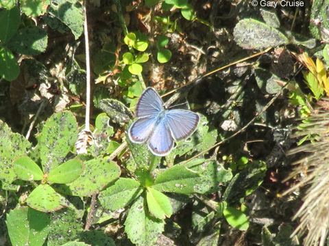 Ceraunus Blue