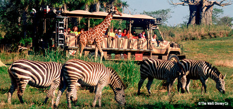Changes on Kilimanjaro Safaris at Disney's Animal Kingdom take place this  week 