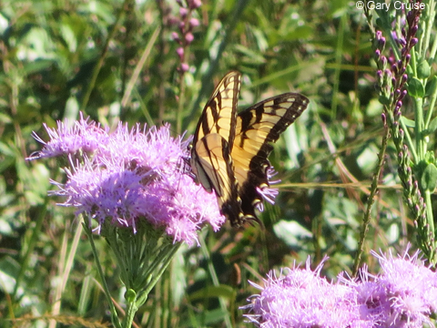 Eastern Tiger Swallowtail