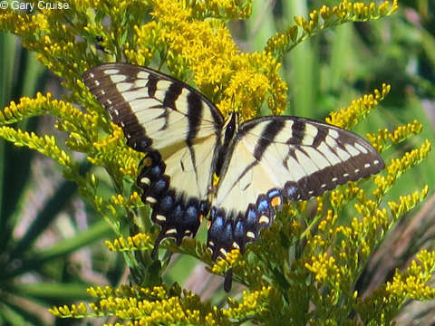 Eastern Tiger Swallowtail