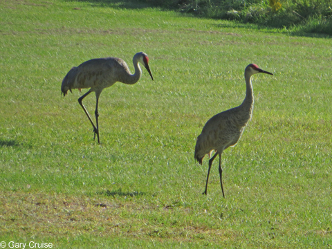 Florida Sand Cranes