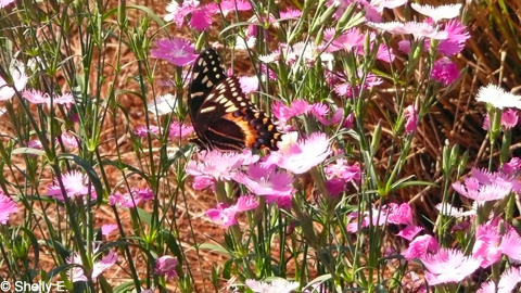 Fort_Wilderness_flowers