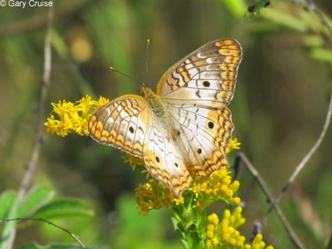 Fritillary