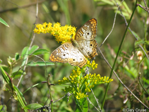 Fritillary