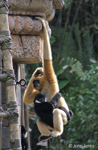 Gibbons