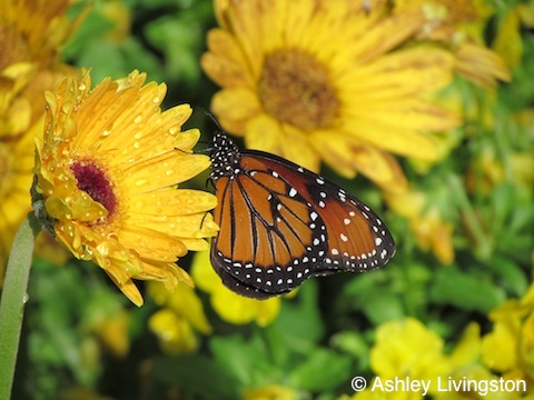 Monarch butterfly