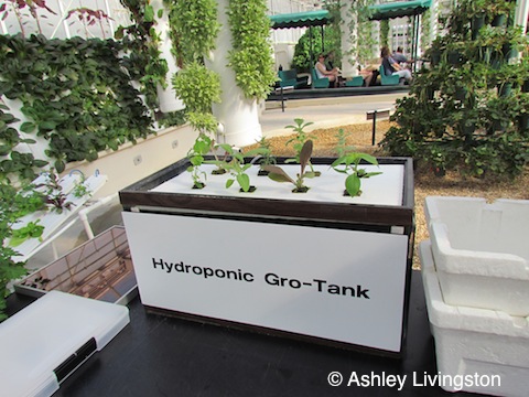 Hyrdroponic