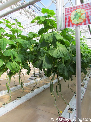 Cucumber