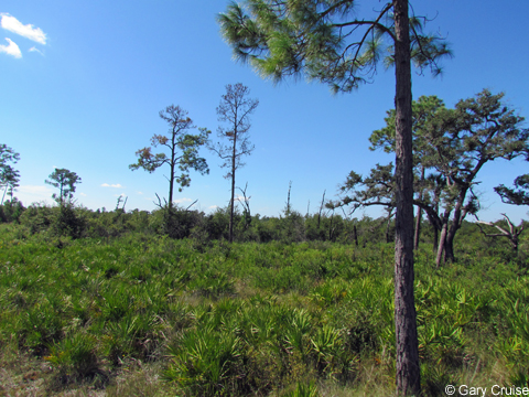 More wildlife habitat