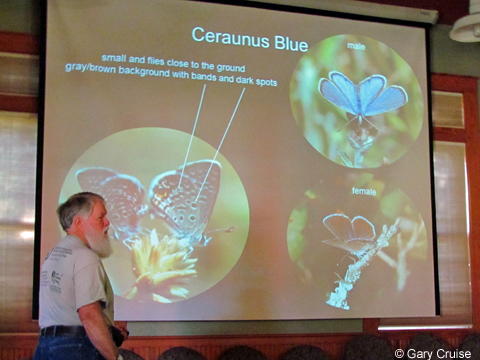 Lepidopterist Tom Palmer