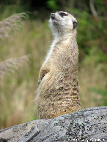 Meercat