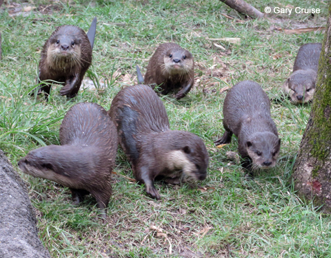 Otters