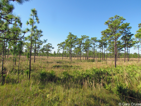 Wildlife habitat