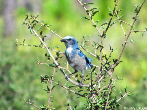 Florida Scrub Jay