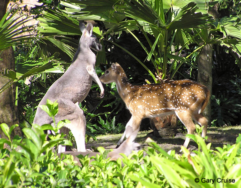 Kangaroo and deer on a Side Trail