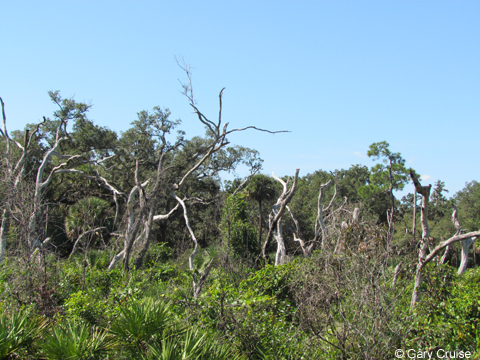Snag oaks