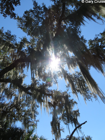 Spanish Moss
