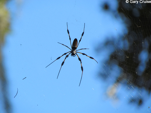 A big Spider