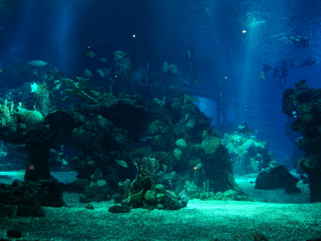 Underwater4