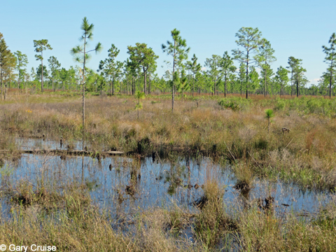 Wetlands