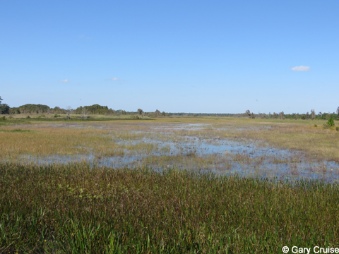 Wetlands