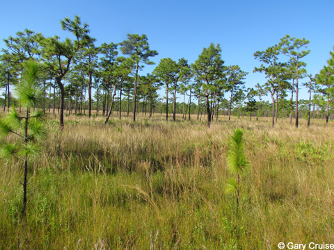Young longleaf pines